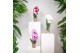 Phalaenopsis elegant cascade 1 tak niagara fall white kolibri orchids 