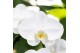 Phalaenopsis elegant cascade 1 tak niagara fall white kolibri orchids 