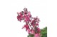 Dicentra Dicentra Pink Diamonds 
