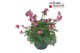 Dicentra Dicentra Pink Diamonds 