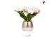 Phalaenopsis multiflora wit halo in elite pot gold kolibri orchids 