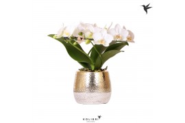 Phalaenopsis multiflora wit halo in elite pot gold kolibri orchids
