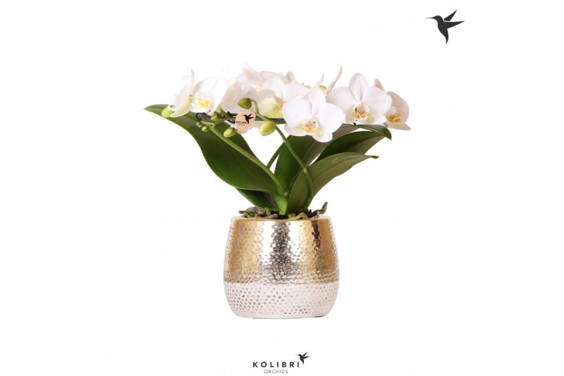Phalaenopsis multiflora wit halo in elite pot gold kolibri orchids 