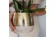 Phalaenopsis multiflora wit halo in elite pot gold kolibri orchids 