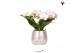 Phalaenopsis multiflora wit halo in elite pot silver kolibri orchids 