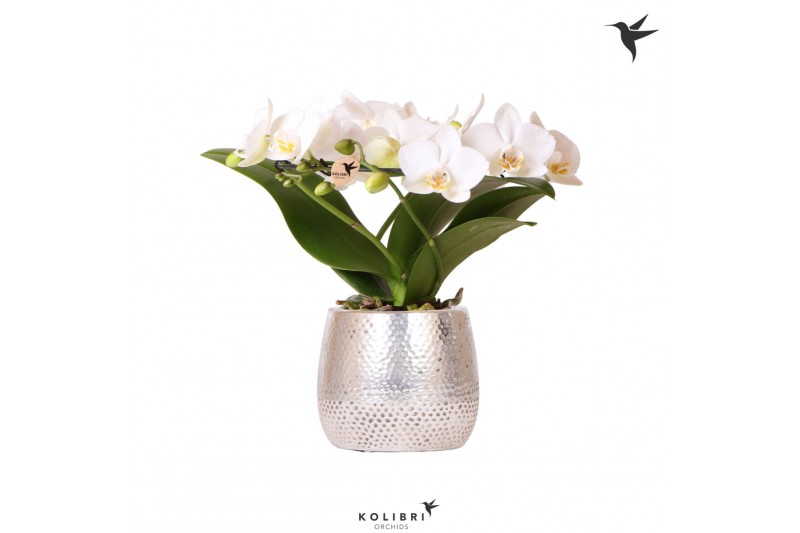 Phalaenopsis multiflora wit halo in elite pot silver kolibri orchids 