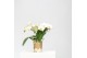 Phalaenopsis multiflora wit halo in elite pot silver kolibri orchids 