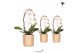 Phalaenopsis elegant cascade Kolibri Orchids Niagara fall wit 1 tak in 