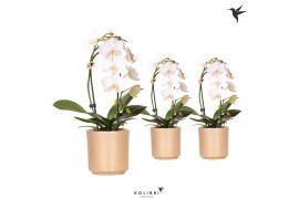 Phalaenopsis elegant cascade Kolibri Orchids Niagara fall wit 1 tak in