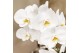 Phalaenopsis elegant cascade Kolibri Orchids Niagara fall wit 1 tak in 