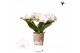 Phalaenopsis multiflora wit 3 tak halo white kolibri orchids 