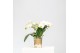 Phalaenopsis multiflora wit 3 tak halo white kolibri orchids 