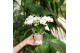 Phalaenopsis multiflora wit 3 tak halo white kolibri orchids 