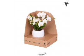 Phalaenopsis multiflora wit Kolibri Orchids Halo in bowl pot white