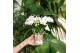 Phalaenopsis multiflora wit Kolibri Orchids Halo in bowl pot white 