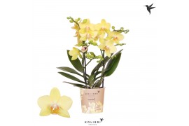 Phalaenopsis multiflora geel Kolibri Orchids - Albenga - 2 tak, 20+