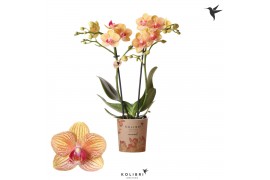 Phalaenopsis multiflora penny love Kolibri Orchids - Jamaica - 2 tak, 