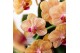 Phalaenopsis multiflora penny love Kolibri Orchids - Jamaica - 2 tak,  