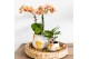 Phalaenopsis multiflora penny love Kolibri Orchids - Jamaica - 2 tak,  