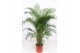 Dypsis lutescens 