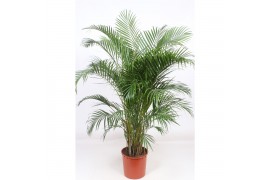 Dypsis lutescens