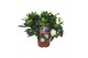 Gardenia jasminoides 