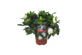 Gardenia jasminoides