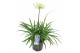 Agapanthus pitchoune white 3+ bloem 