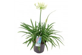Agapanthus pitchoune white 3+ bloem