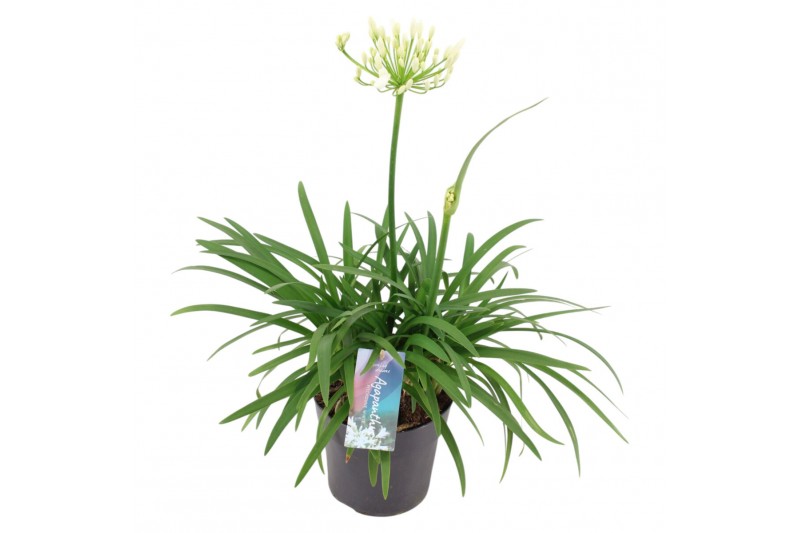 Agapanthus pitchoune white 3+ bloem 