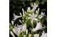 Agapanthus pitchoune white 3+ bloem 