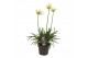 Agapanthus pitchoune white 3+ bloem 