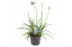 Agapanthus Brilliant Blue 3+ bloem 
