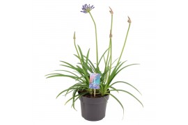 Agapanthus Brilliant Blue 3+ bloem