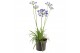 Agapanthus Brilliant Blue 3+ bloem 