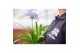 Agapanthus Brilliant Blue 3+ bloem 