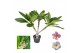 Plumeria alba Plumeria Hawaiian Mix 2/3 vertakt,1 bl.,1 tak/plnt,roze  