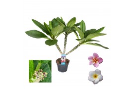 Plumeria alba Plumeria Hawaiian Mix 2/3 vertakt,1 bl.,1 tak/plnt,roze 