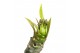 Plumeria alba Plumeria Hawaiian Mix 2/3 vertakt,1 bl.,1 tak/plnt,roze  