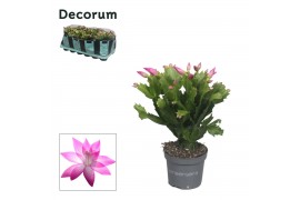 Schlumbergera roze decorum  in kraag