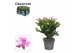 Schlumbergera roze decorum  in kraag 
