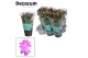 Schlumbergera roze feel green decorum 