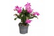 Schlumbergera roze feel green decorum 