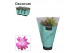 Schlumbergera roze feel green decorum 