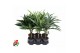 Dracaena mix stam 