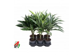 Dracaena mix stam