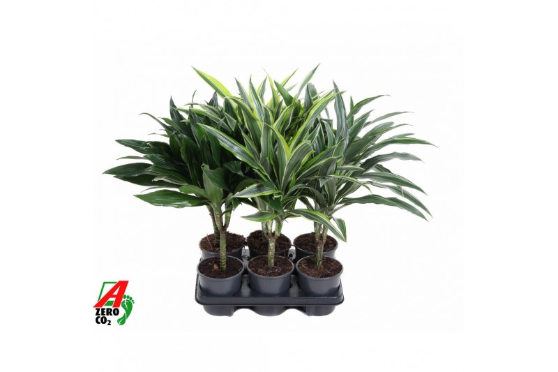 Dracaena mix stam 