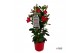 Mandevilla sundaville early scarlet Mandevilla Sundaville Early Scarle 