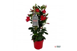 Mandevilla sundaville early scarlet Mandevilla Sundaville Early Scarle