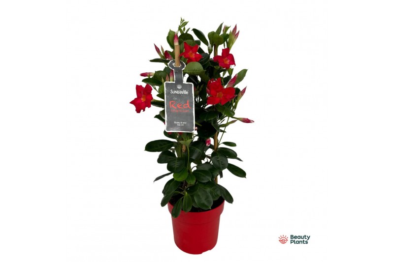 Mandevilla sundaville early scarlet Mandevilla Sundaville Early Scarle Mandevilla sundaville early scarlet Mandevilla Sundaville Early Scarle